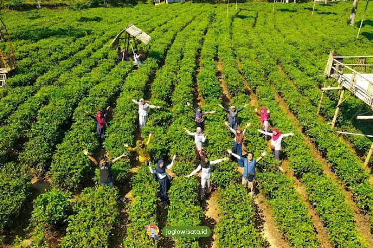 Kebun Teh Kemuning Nikmati Sensasi Memetik Teh yang Seru